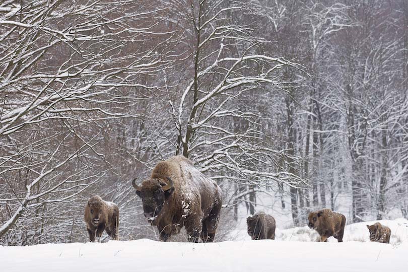 Bison family in winter day in the snow