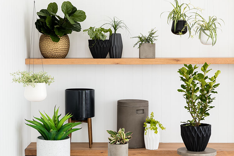 5 Indoor Plants To Grow In Your Bedroom To Help You Sleep Better