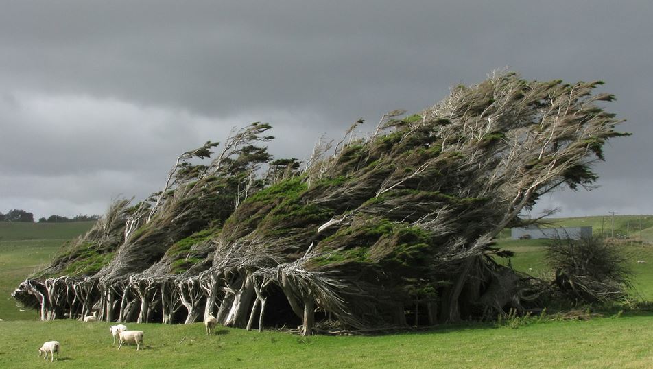 newzealand-trees