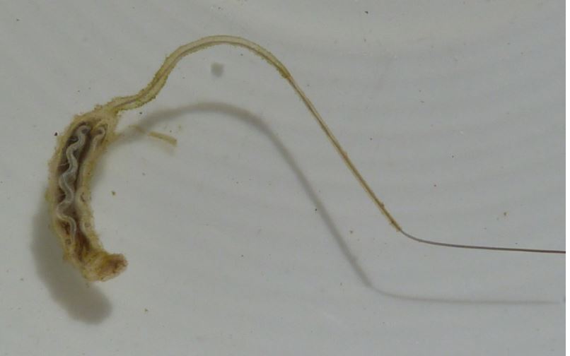 rat-tail-maggot