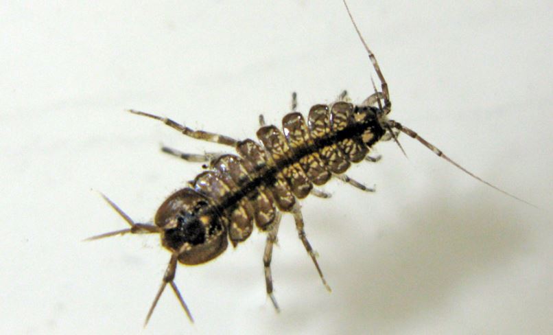 water-louse