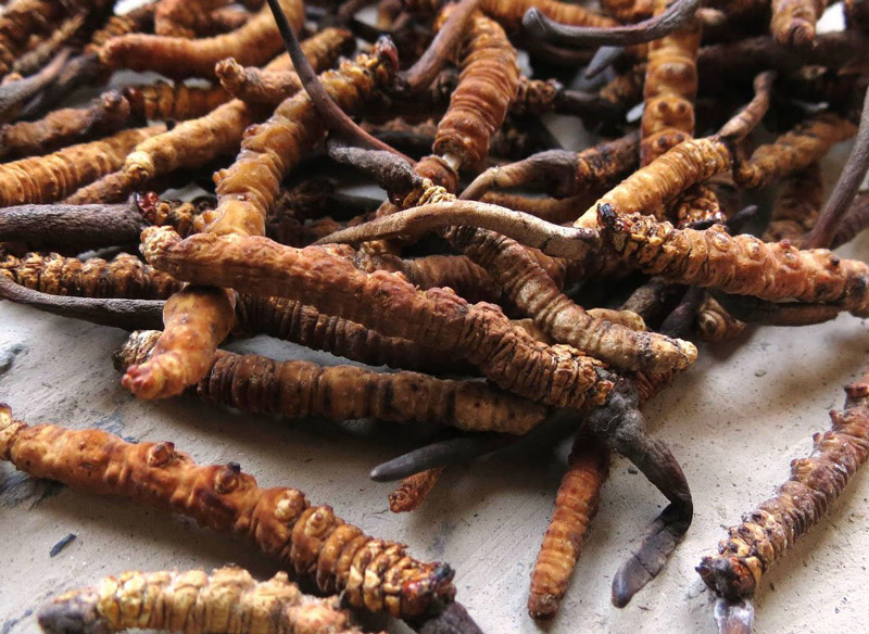 yarsagumba