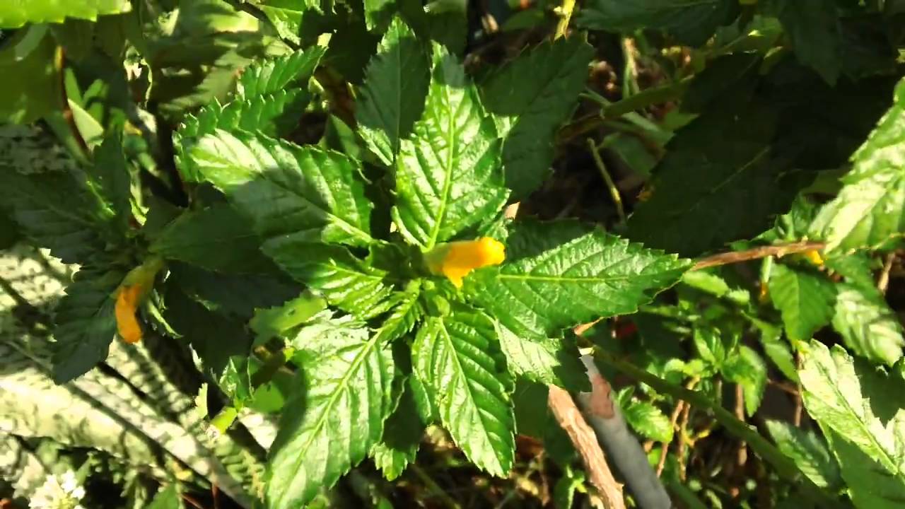 damiana-herb