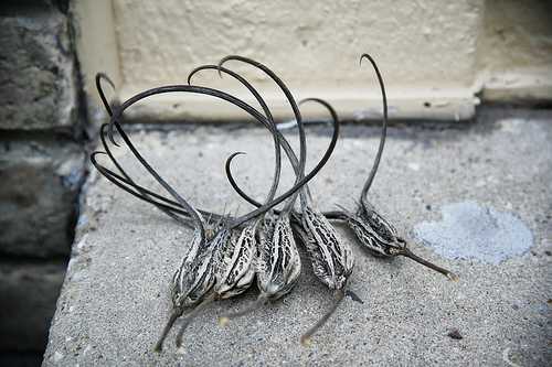 devils-claw