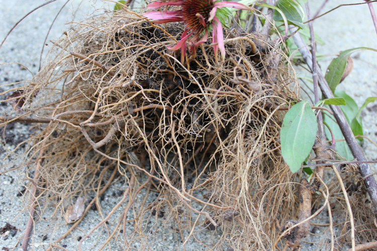 echinacea-root