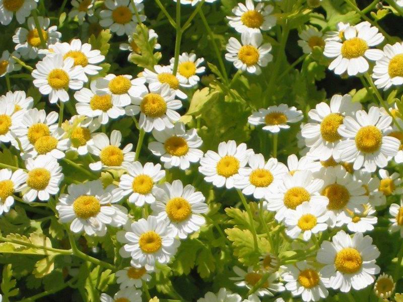 feverfew