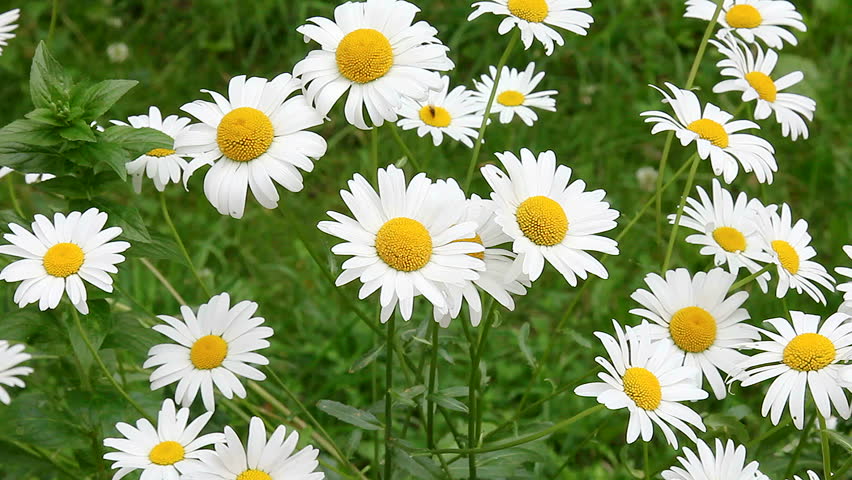 chamomile-flower