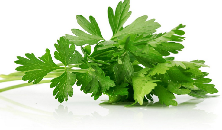cilantro