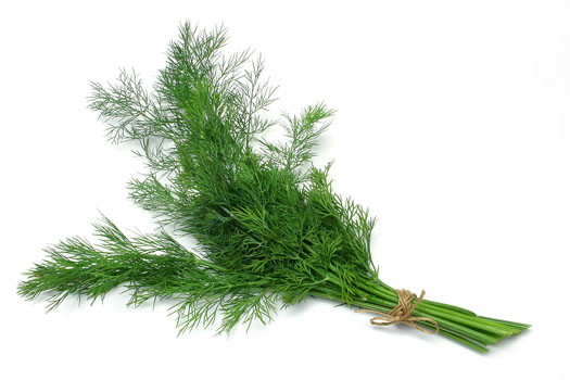 dill-herb