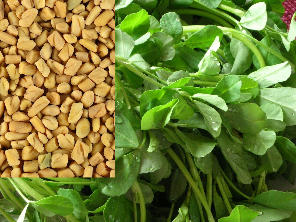 fenugreek