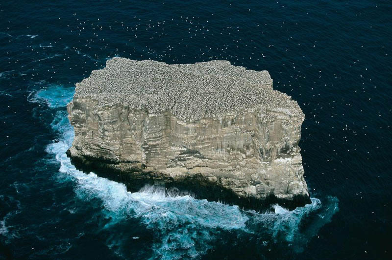 gannet-colony-eldey-island-iceland