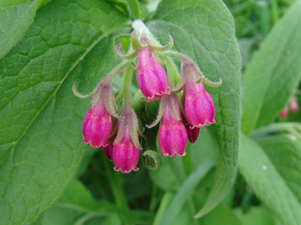 herb-comfreypic2