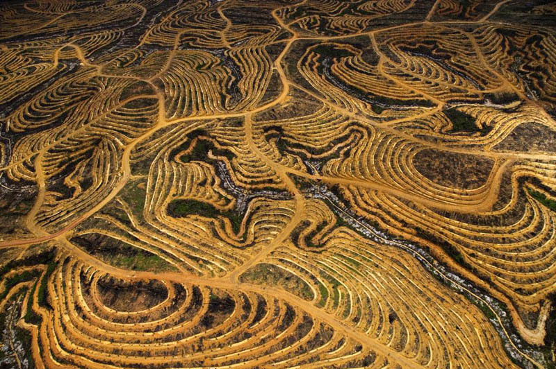 new-palm-oil-plantation-near-pundu-borneo-indonesia