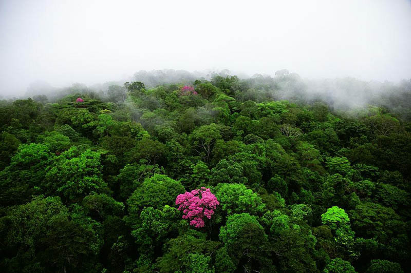 pink-ebony-on-the-kaw-mountain-french-guiana