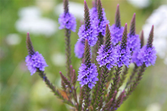 blue-vervain