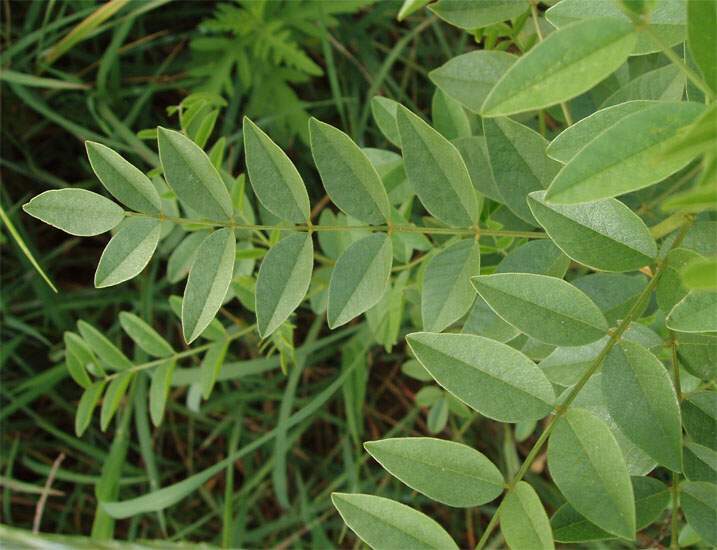 glycyrrhiza-glabra