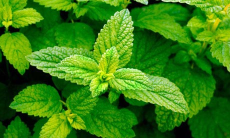 Lemon balm (Melissa officinalis)