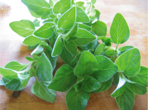 oregano