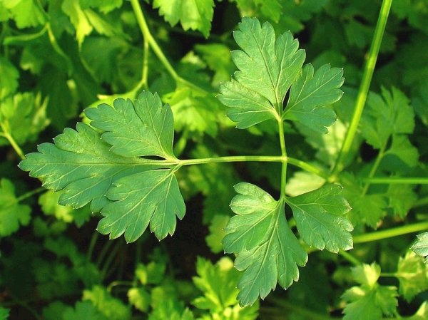 parsley