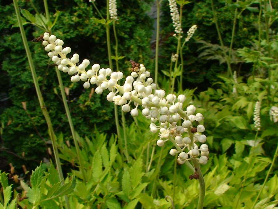black-cohosh2