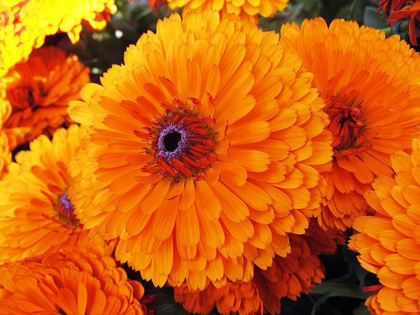 calendula