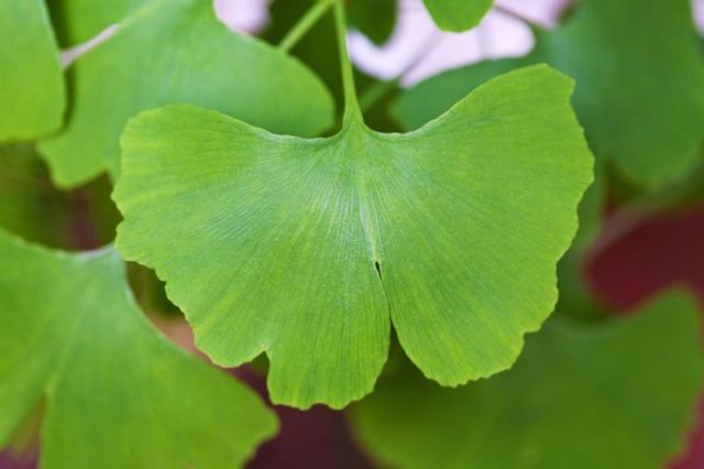 ginkgo-leaf