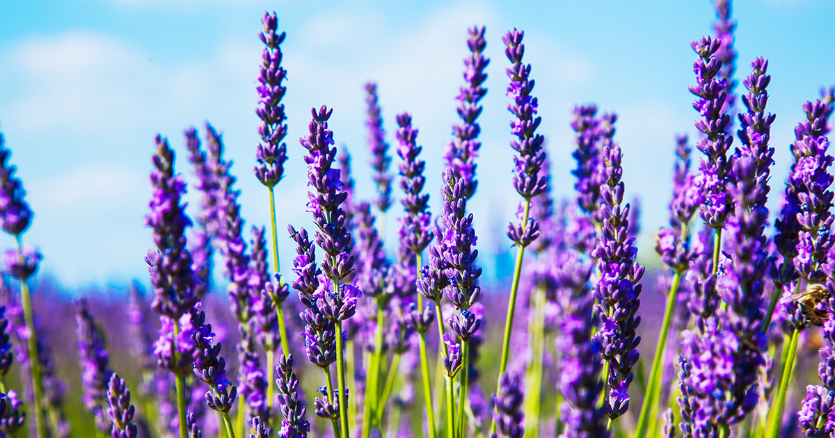 lavender_facebook