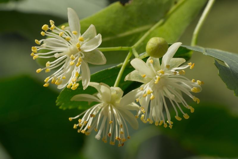limeflower