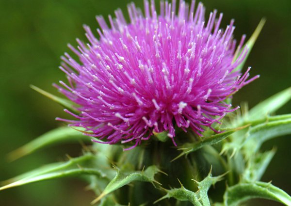 milkthistle