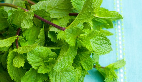 mint
