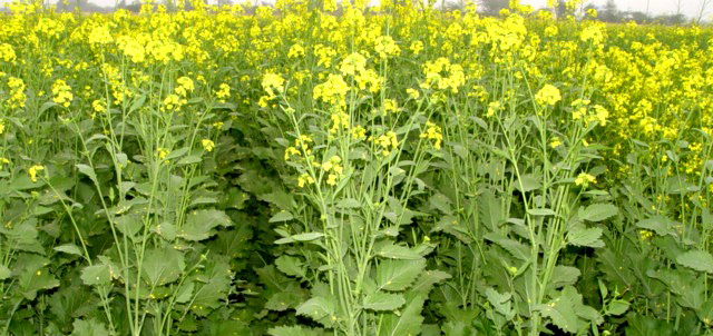 mustard-plant