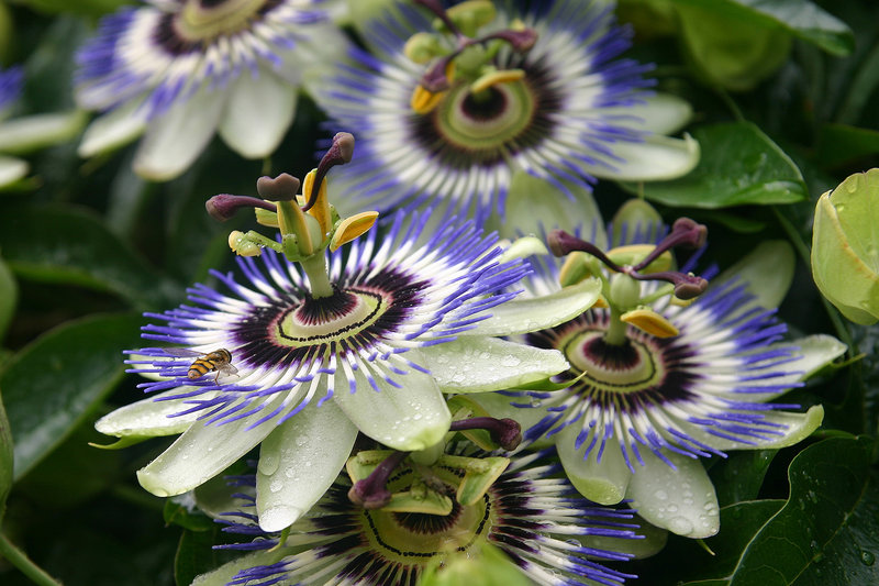 passiflora_by_smootheyes-d1lvcom