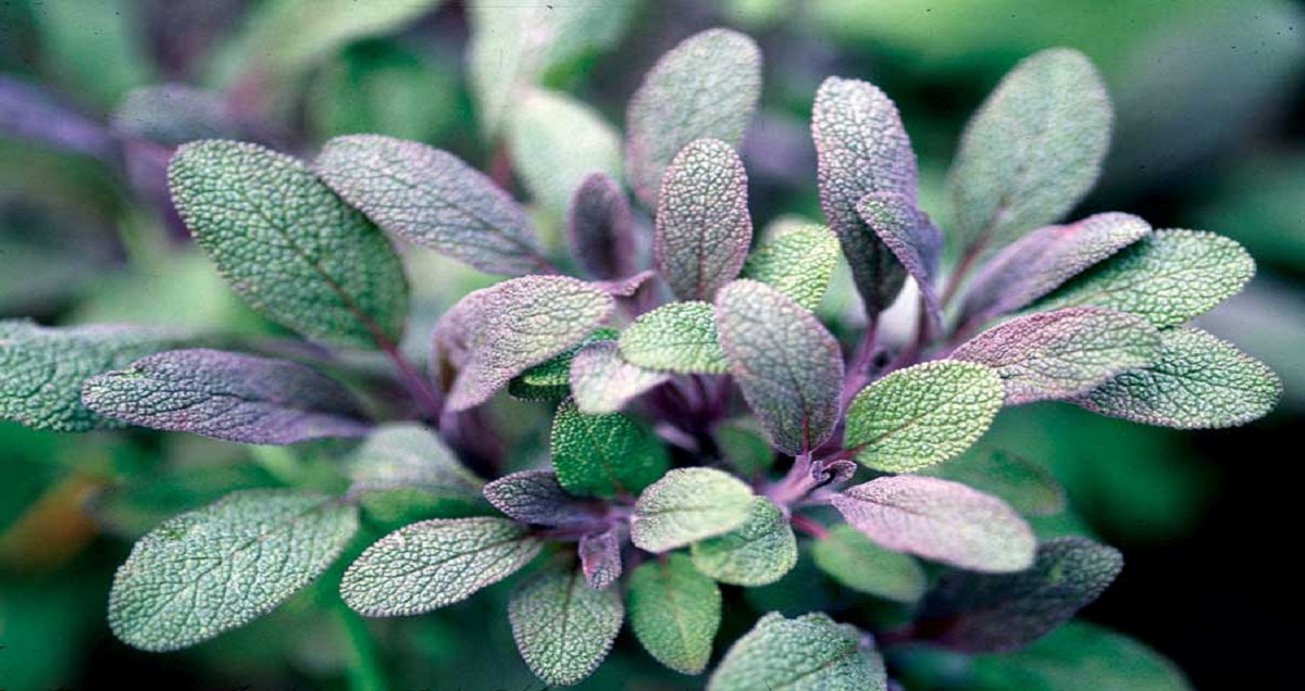 sage