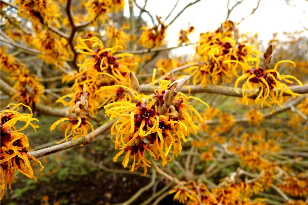 witch-hazel