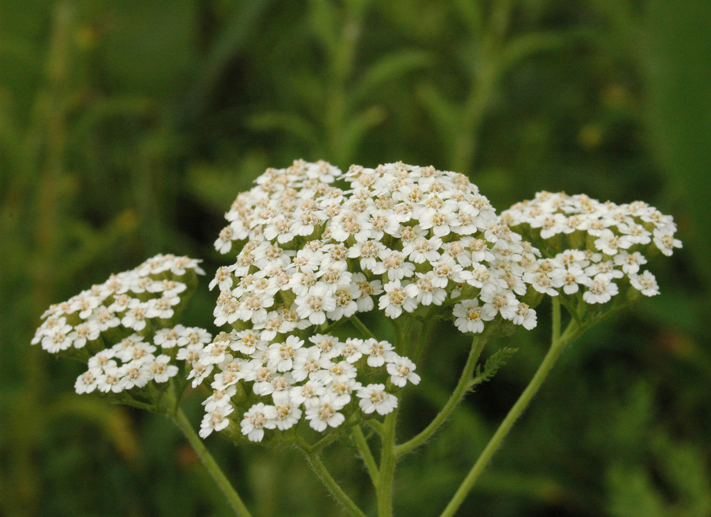 yarrow-plant1