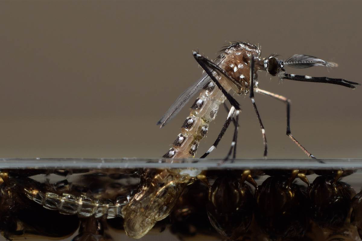 160119-oxitec-gmo-mosquito-pupae-1115a_d440031931cd9bc02c69ceccd08d984c-nbcnews-fp-1200-800