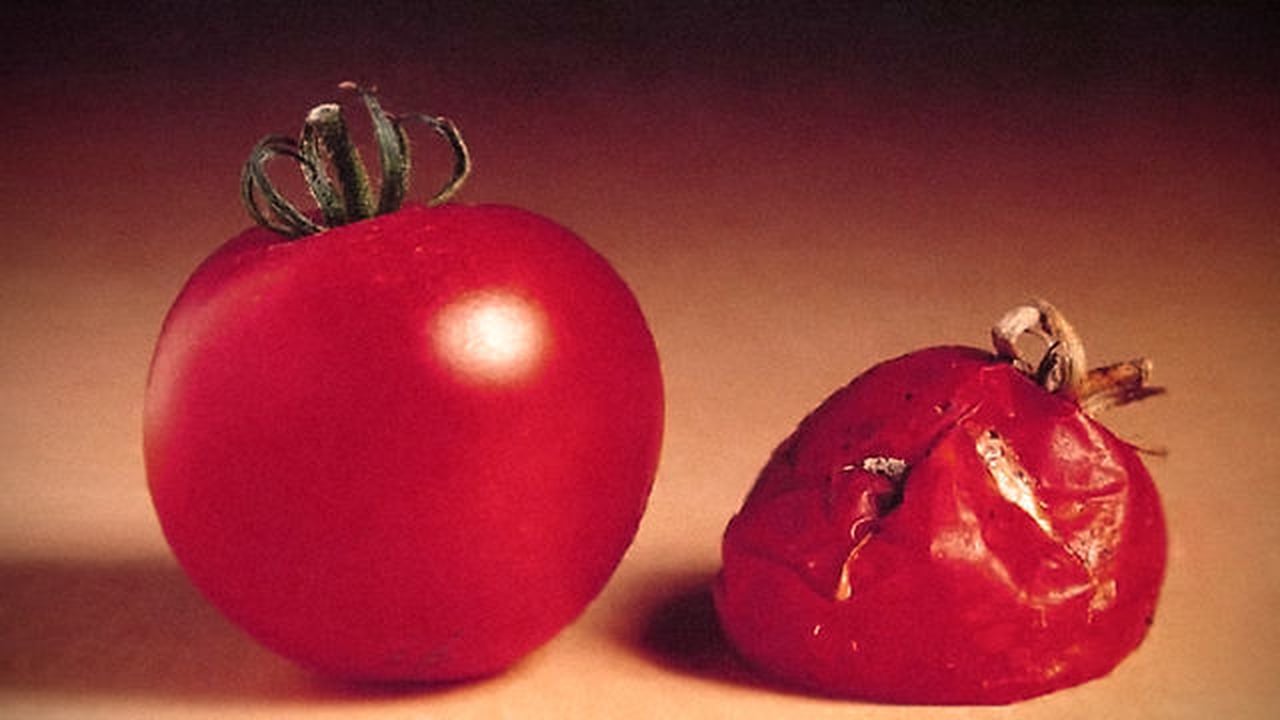 441465677_1280x720