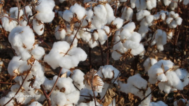 cotton-plant-field-crop-gmo