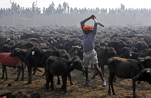 gadhimai-festival-nepal