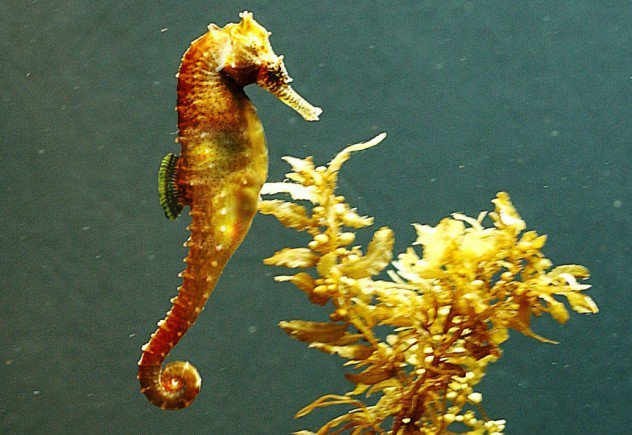 golden-seahorse-of-doom-e1374520009761-1