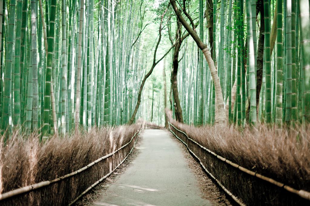 sagano-bamboo-forest