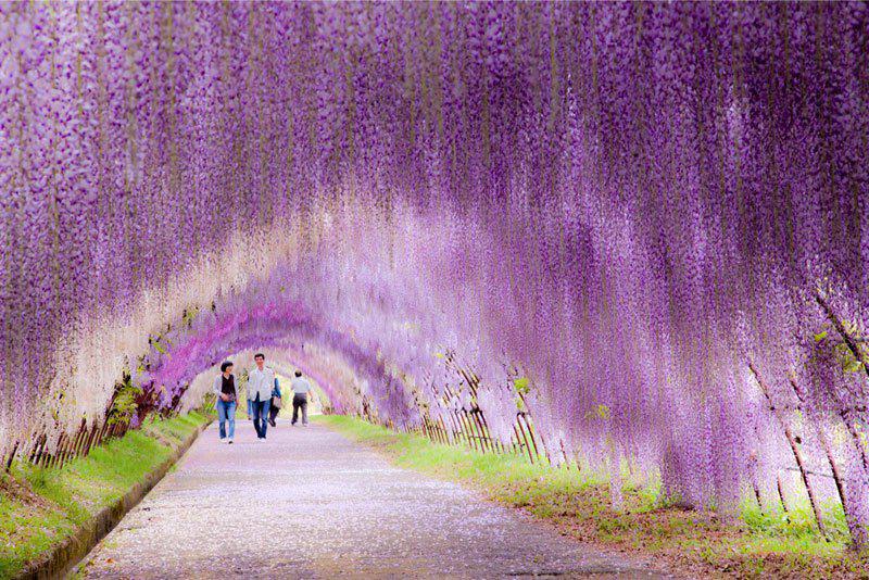 wisteria-tunnel-at-kawachi