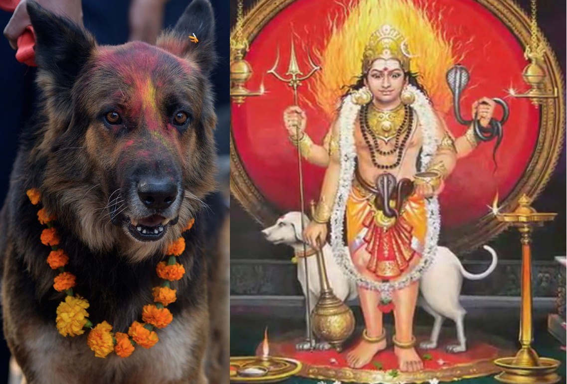 dog