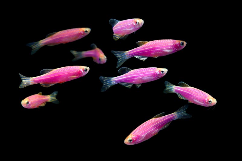 glofish-galactic-purple-danios