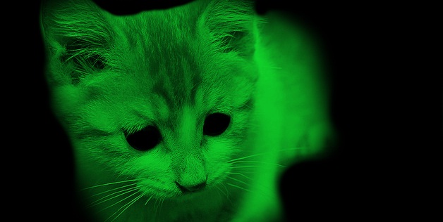 green_cat1