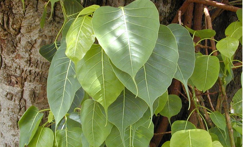 Scientific Facts about Peepal Tree Which is Religiously Important To Hindus