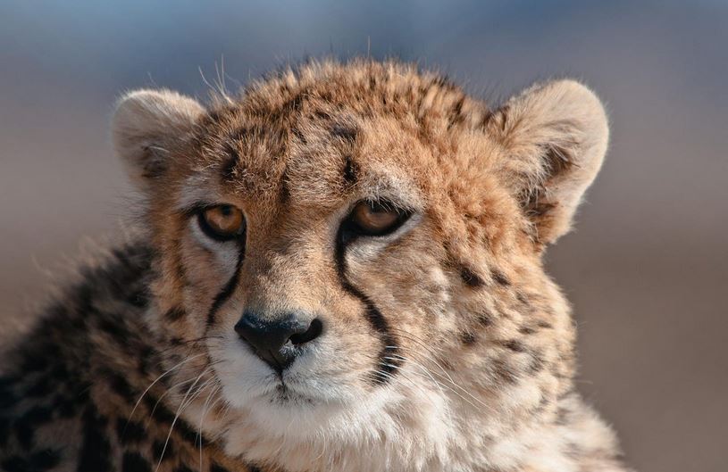 Asiatic Cheetah