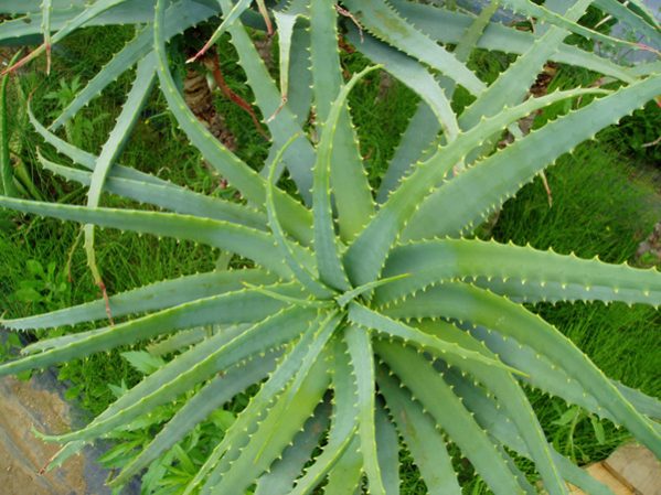 Aloe Vera Plant
