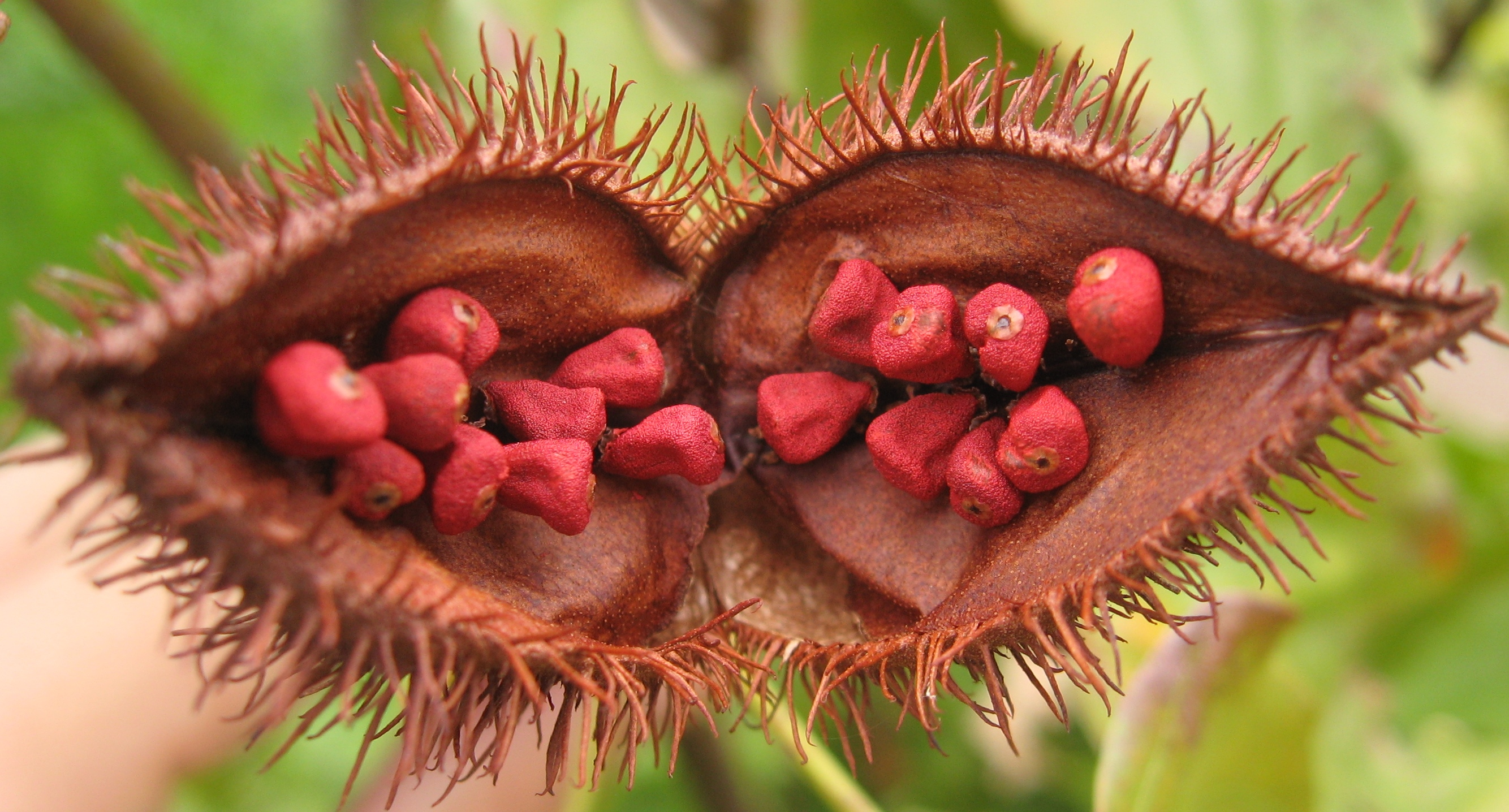 Annatto is an orange-red condiment and food coloring derived from the seeds of the achiote tree