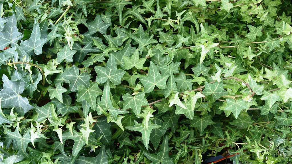 English Ivy Plant